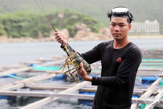 'Tôm cho nhà giàu' về Hà Nội bằng máy bay, giá rẻ hiếm có