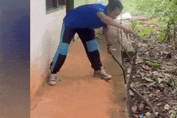 Clip: 3 chó nhà hợp sức tấn công rắn hổ mang và cái kết-1