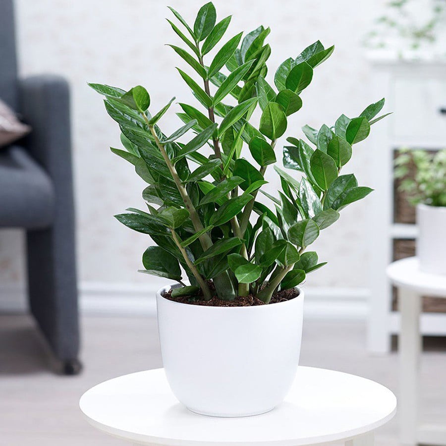 3 cây cảnh như bùa cát tường”, đừng mang tặng người khác nếu đã trồng lâu năm trong nhà-2