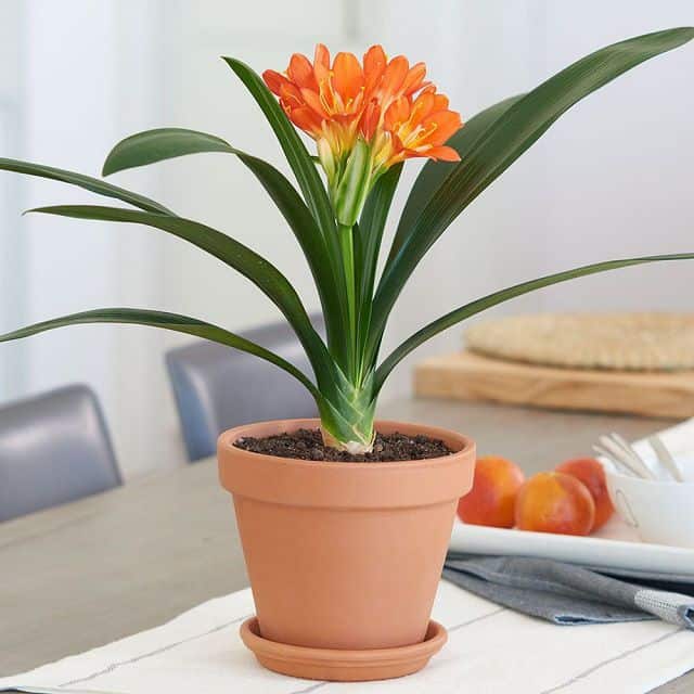 3 cây cảnh như bùa cát tường”, đừng mang tặng người khác nếu đã trồng lâu năm trong nhà-3