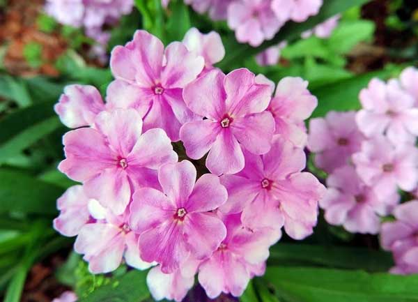 Mưa xuân rót lộc: 3 con giáp có tố chất lãnh đạo, càng gần Tết Giáp Thìn càng nhiều tiền của-1