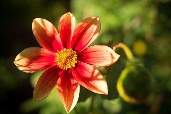 Tử vi ngày 1/2/2024: Tuổi Dậu kế hoạch trôi chảy, tuổi Tuất nguồn thu đổ về