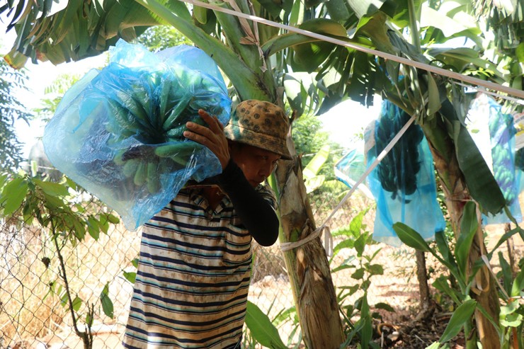 Chuối Đồng Nai chỉ còn 2.000 đồng/kg, nhà vườn lỗ nặng-2