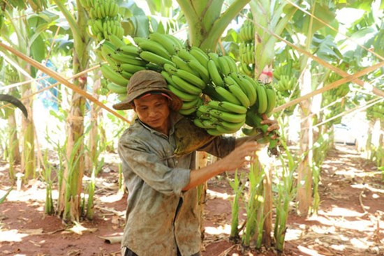 Chuối Đồng Nai chỉ còn 2.000 đồng/kg, nhà vườn lỗ nặng