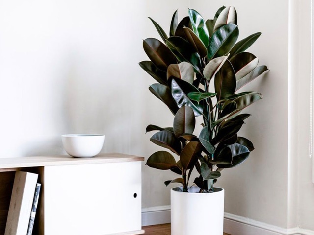 Các cụ dặn, 8 cây vía dữ chặn đứng tài lộc, Thần Tài: Trồng trước nhà con cháu nghèo khó, lụi bại-2