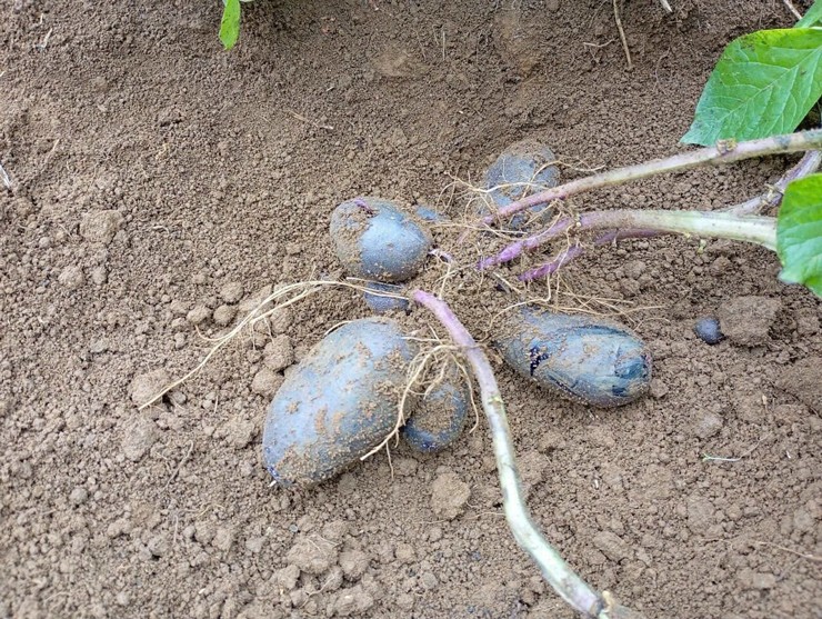 Kỳ lạ khoai tây màu tím, dân buôn rao bán giá 140.000 đồng/kg-1