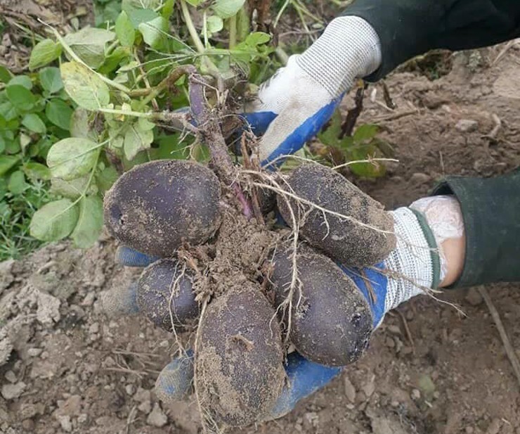 Kỳ lạ khoai tây màu tím, dân buôn rao bán giá 140.000 đồng/kg-2