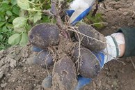 Kỳ lạ khoai tây màu tím, dân buôn rao bán giá 140.000 đồng/kg