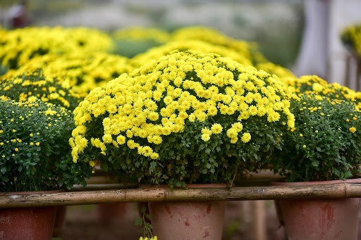 Chọn cúc mâm xôi trang trí nhà đón Tết, ghi nhớ 2 lưu ý này để cả năm gặp may-2