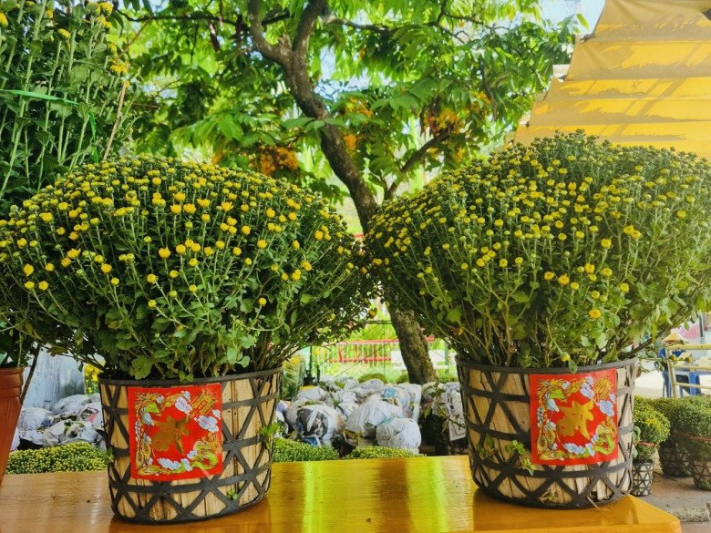 Chọn cúc mâm xôi trang trí nhà đón Tết, ghi nhớ 2 lưu ý này để cả năm gặp may-3