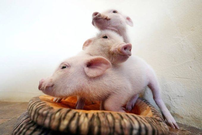 Trào lưu mới vô cùng sang chảnh ở các quán cà phê thời thượng Nhật Bản: Vừa uống cà phê vừa ôm lợn, phản ứng của khách gây ngỡ ngàng-4