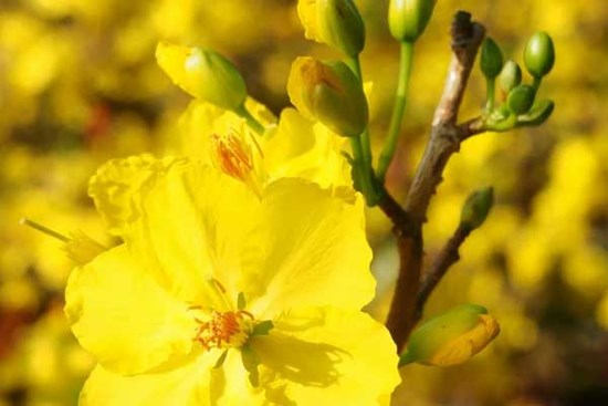 Giáp Thìn cát tường: 5 con giáp vượng vận may mắn trong năm mới, tài lộc dồi dào, thuận buồm xuôi gió