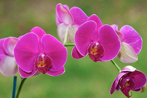 Tử vi ngày 2/2/2024: Tuổi Hợi tình cảm lên hương, tuổi Dần cần đặt mục tiêu-1