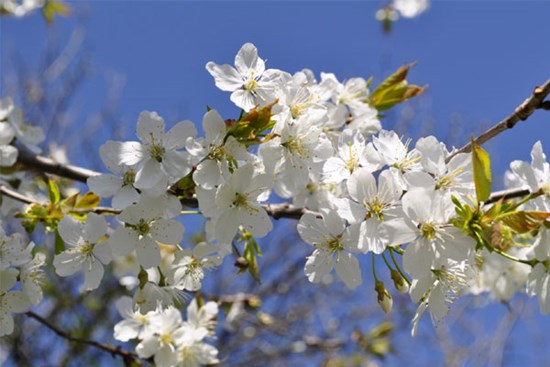 Tử vi ngày 2/2/2024: Tuổi Hợi tình cảm lên hương, tuổi Dần cần đặt mục tiêu