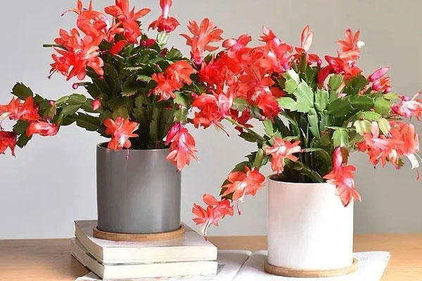 Ý nghĩa phong thủy của cây phát tài búp sen-2