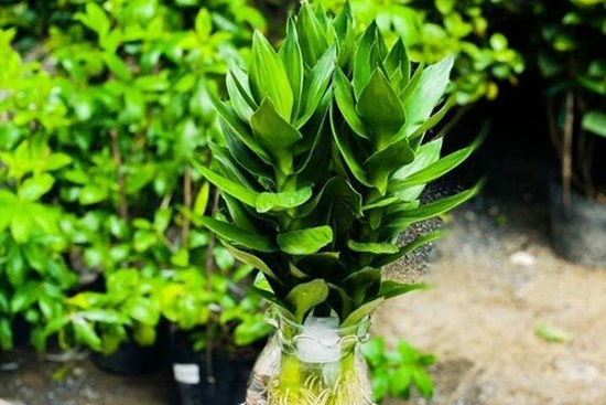 Ý nghĩa phong thủy của cây phát tài búp sen