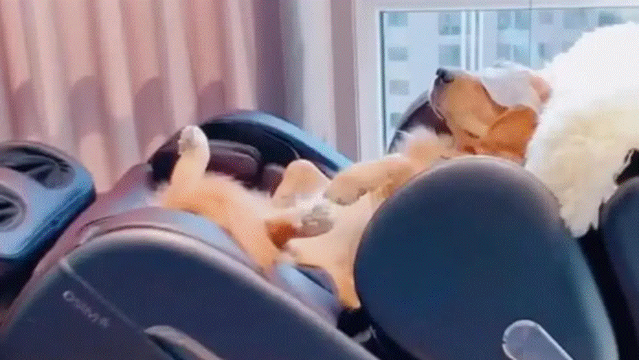 Cuối năm đi công tác gửi chó Golden ở nhà người yêu, 1 tuần sau tới đón, chủ tá hỏa với cảnh này-2