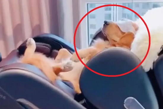 Cuối năm đi công tác gửi chó Golden ở nhà người yêu, 1 tuần sau tới đón, chủ tá hỏa với cảnh này