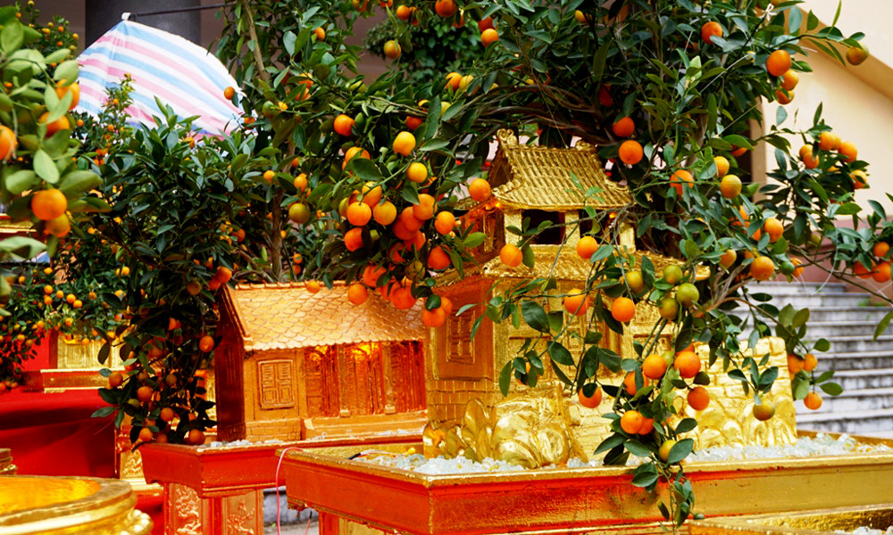 Hàng chục triệu đồng một chậu bưởi dát vàng ở Ninh Bình-2
