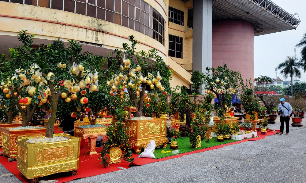 Hàng chục triệu đồng một chậu bưởi dát vàng ở Ninh Bình-4