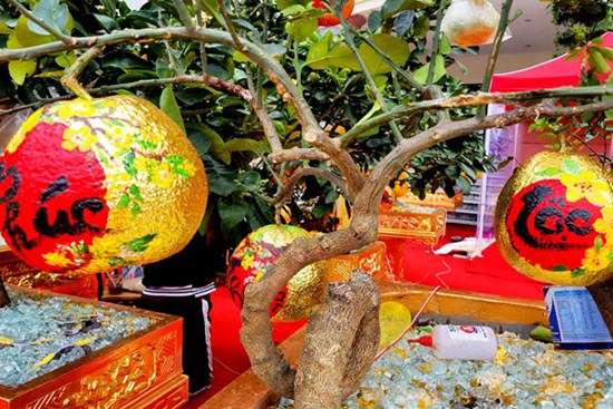 Hàng chục triệu đồng một chậu bưởi dát vàng ở Ninh Bình
