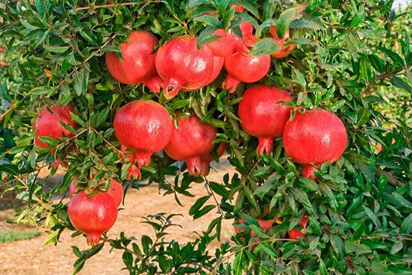 Trồng 5 cây cảnh ra quả này trước sân, con cháu giàu có ba đời-1