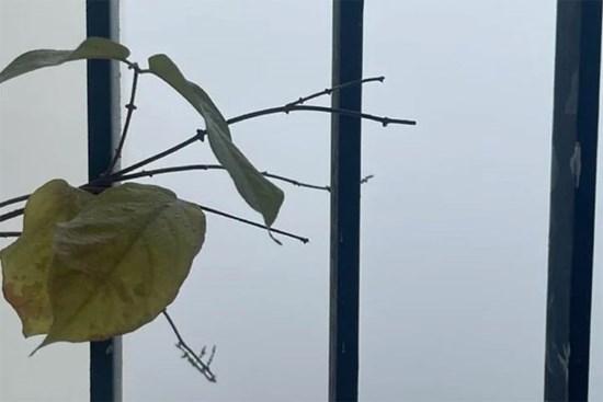 Dân mạng hào hứng ‘săn mây’ từ ban công Hà Nội