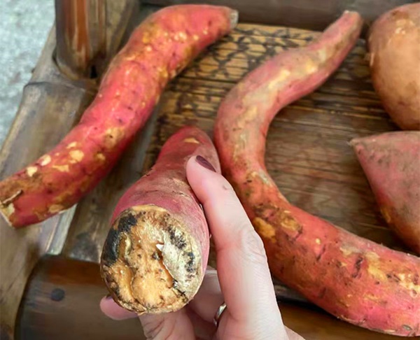 Người đàn ông bỗng mắc ung thư dạ dày, bác sĩ cảnh báo 2 loại khoai cực độc cần tránh xa-2