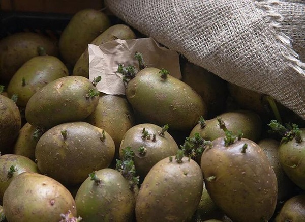 Người đàn ông bỗng mắc ung thư dạ dày, bác sĩ cảnh báo 2 loại khoai cực độc cần tránh xa-3