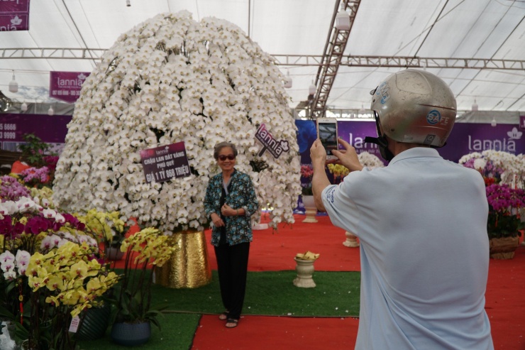 Chậu lan hồ điệp cao 4m gần 2 tỷ đồng đã có người hỏi mua-3