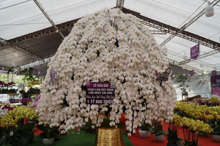 Chậu lan hồ điệp cao 4m gần 2 tỷ đồng đã có người hỏi mua-4