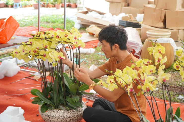 Chậu lan hồ điệp cao 4m gần 2 tỷ đồng đã có người hỏi mua-5