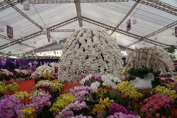 Chậu lan hồ điệp cao 4m gần 2 tỷ đồng đã có người hỏi mua-6