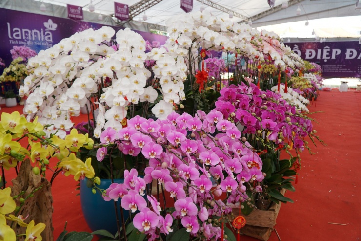 Chậu lan hồ điệp cao 4m gần 2 tỷ đồng đã có người hỏi mua-7