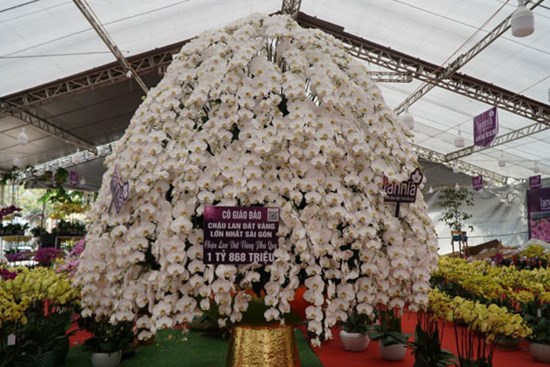 Chậu lan hồ điệp cao 4m gần 2 tỷ đồng đã có người hỏi mua
