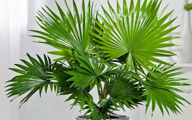 Tết Nguyên đán 2024, bày 3 cây cảnh Thần Tài trong nhà để hút tài lộc, gom may mắn-1