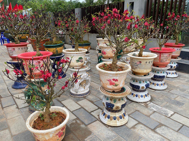 Chưa đến Tết hoa đào đã bung nở rực rỡ, nhà vườn thất thu hàng tỷ đồng-3