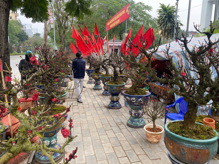 Chưa đến Tết hoa đào đã bung nở rực rỡ, nhà vườn thất thu hàng tỷ đồng-4