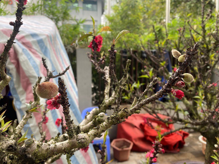 Chưa đến Tết hoa đào đã bung nở rực rỡ, nhà vườn thất thu hàng tỷ đồng-6