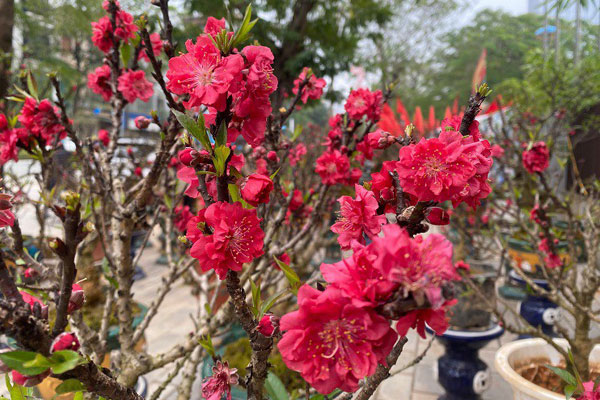 Bất ngờ cành đào mini đắt như tôm tươi”, tiểu thương ngày bán hàng trăm cành-5