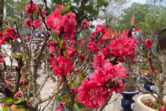 Chưa đến Tết hoa đào đã bung nở rực rỡ, nhà vườn thất thu hàng tỷ đồng