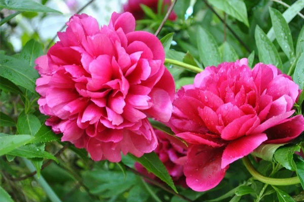 5 loại hoa rước vận xui, hao tài tốn lộc năm mới: Đẹp rạng rỡ cũng không trưng trong nhà ngày Tết-1