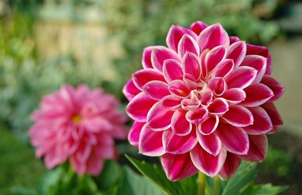 Xuân sang hái lộc: 3 con giáp cá chép hóa rồng, vươn lên từ nghịch cảnh, làm ăn thắng đậm-1