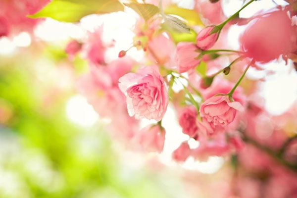 Xuân sang hái lộc: 3 con giáp cá chép hóa rồng, vươn lên từ nghịch cảnh, làm ăn thắng đậm-3