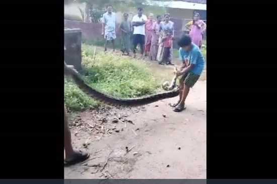 Clip: Bé trai cùng người đàn ông dùng tay không bắt gọn trăn khổng lồ