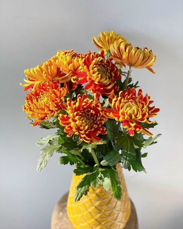 Bật mí cách chọn mua loài hoa cúc được ưa chuộng trên bàn thờ ngày Tết-1