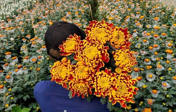 Bật mí cách chọn mua loài hoa cúc được ưa chuộng trên bàn thờ ngày Tết-3