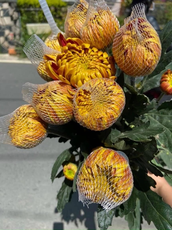 Bật mí cách chọn mua loài hoa cúc được ưa chuộng trên bàn thờ ngày Tết-4