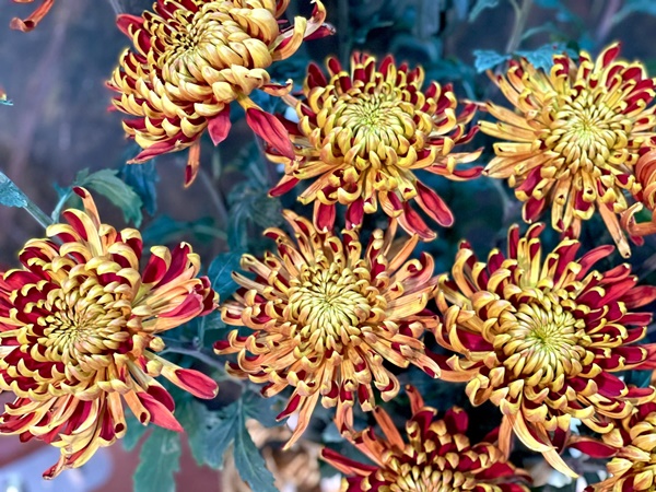 Bật mí cách chọn mua loài hoa cúc được ưa chuộng trên bàn thờ ngày Tết-5