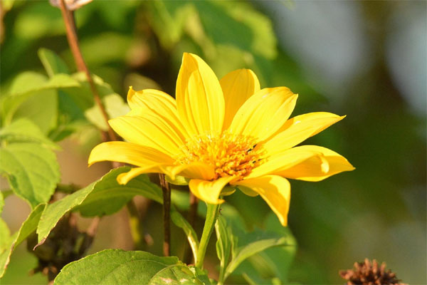 Tử vi ngày 5/2/2024: Tuổi Thìn tài lộc tăng tiến, tuổi Sửu tạo dựng quyền uy-3